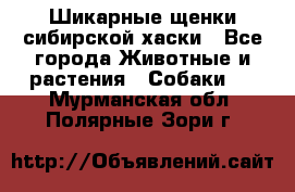 Шикарные щенки сибирской хаски - Все города Животные и растения » Собаки   . Мурманская обл.,Полярные Зори г.